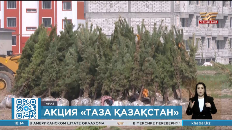 Порядка 57 тысяч деревьев высадили в Жамбылской области в рамках экоакции «Таза Қазақстан»