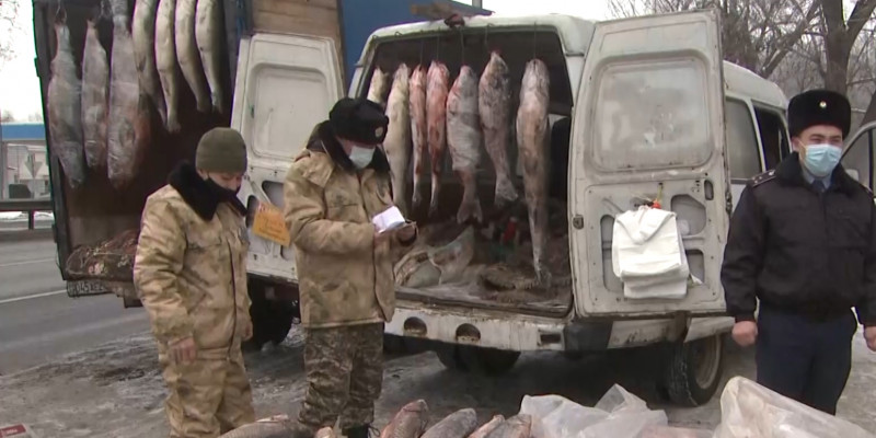 Рыбу сомнительного происхождения продавали в Алматы
