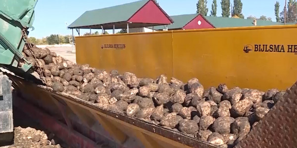 Отрасль выращивания свеклы находится в плачевном состоянии