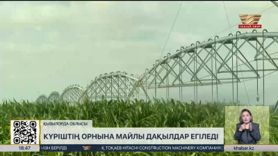Қызылорда облысында күріштің орнына майлы дақылдар егіледі