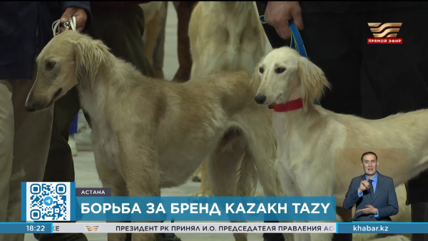 &laquo;Kazakh Tazy&raquo; может стать национальным брендом Казахстана