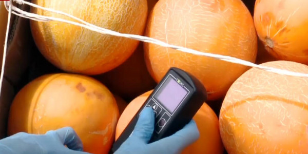 Ерте піскен қауын-қарбыздың құрамында зиянды заттар шамадан асқан