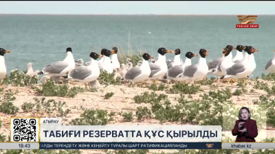 Атыраудағы табиғи резерватта құс қырылып жатыр