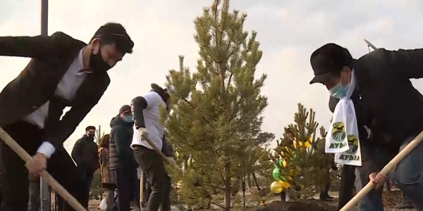 25 елей в честь юбилея Агентства &laquo;Хабар&raquo; высадили в Нур-Султане