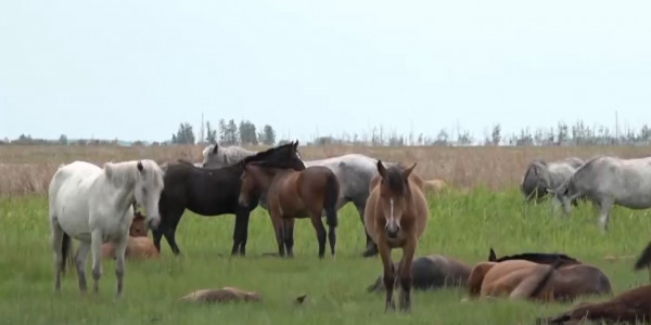 Неизвестная болезнь косит скот в СКО