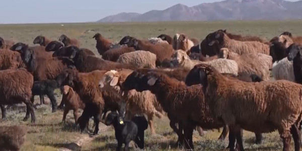 Түркістан облысында ұсақ малдан сібір жарасы анықталды