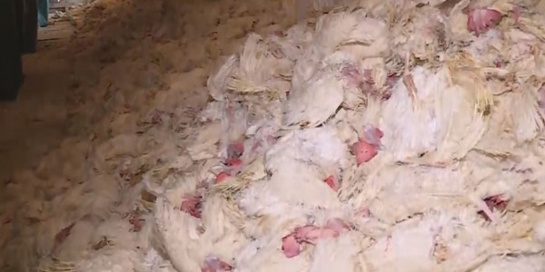 Арқалықта құс тұмауынан қырылған құс саны көбейді