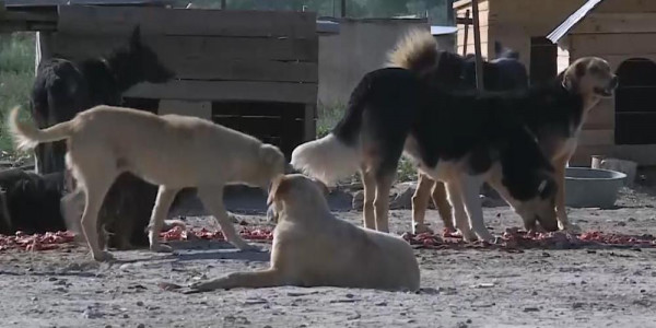 Уголовное дело за жестокое обращение с животным завели на жителя Тараза