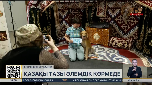 Қазақы тазы тұқымы алғаш рет World Dog Show көрмесінде таныстырылды