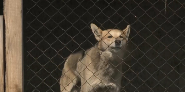 Финансовую поддержку окажут частным приютам для бездомных животных в ВКО