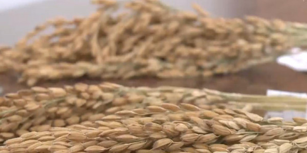 Қызылордада күріштің жаңа &laquo;Айсара&raquo; деп аталатын сұрыпы шығарылды