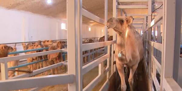 Фермер Сыдық Дәулет: Құрғақ түйе сүтіне Германия ғалымдары қызығушылық танытып отыр