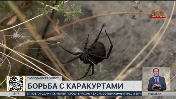 Каракурты замечены на берегу озера Торайгыр в Баянауле