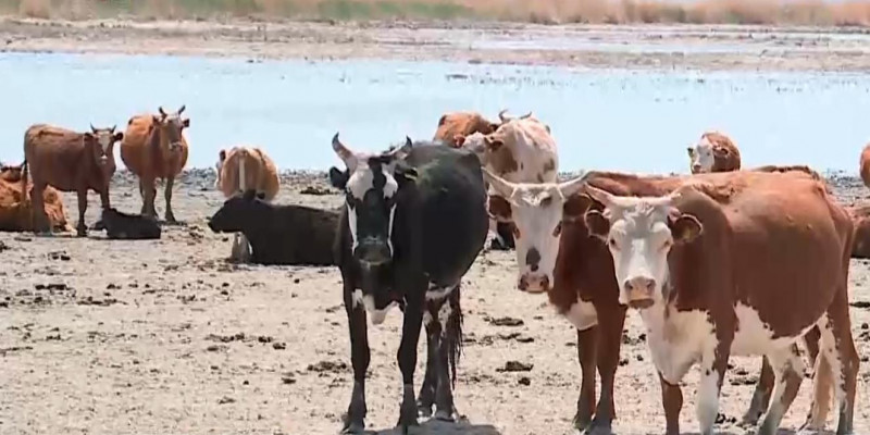Причину массового падежа скота огласили в Кызылординской области