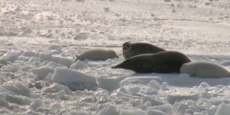 В Атырауской области пересчитают популяцию тюленей
