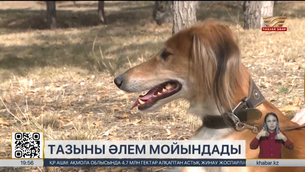 Қазақстан ресми түрде тазы тұқымының иесі деп танылды