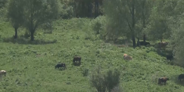 Шығыстағы Белокаменка ауылында жайылым жер жоқ