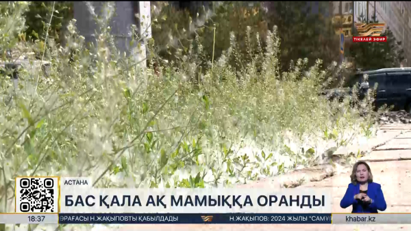 Бас қала ақ мамыққа оранды