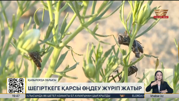 Қызылорда облысында шегірткеге қарсы өңдеу жүріп жатыр
