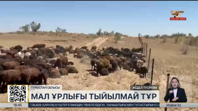 Қазақ-өзбек шекарасынан 1,5 мыңға жуық малды тасымалдау дерегі тіркелген