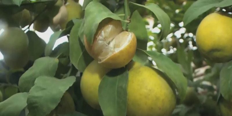 Түркістанда лимон өсірушілер қауымдастығы құрылады