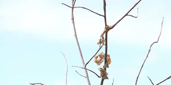 Ақтөбеде миллионнан астам жас көшет қурап қалды