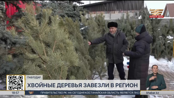 Живые елки начали продавать в Павлодаре