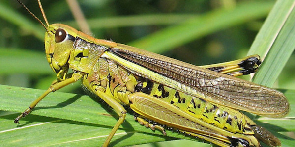Алматы облысында шегірткемен күрес жұмыстары басталды