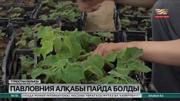 Ордабасы ауданында павловния алқабы пайда болды