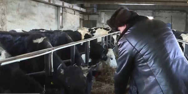 Шаруалар жайылымдық жер жоқ деп дабыл қағуда