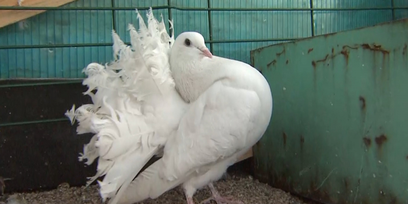 Сотрудники катка «Медеу» соорудили голубятник, чтобы спасти от гибели брошенных птиц