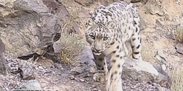 &laquo;Алтын-емел&raquo; ұлттық саябағында қар барыстарына GPS қарғыбау тағылды