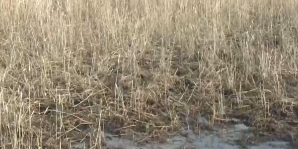 Пшеница нового урожая прорастает в Костанайской области