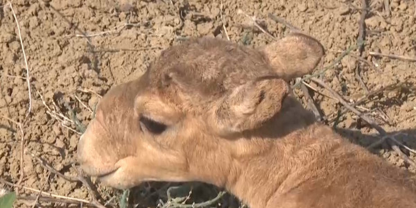 На территории Кызылординской области стали размножаться сайгаки