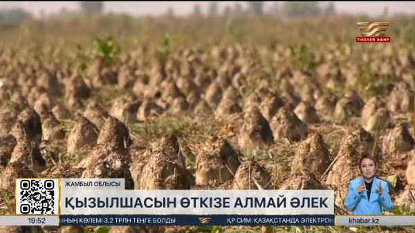 Жамбыл облысында шаруалар қант қызылшасын өткізе алмай отыр