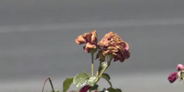 Ақтауда биыл егілген гүлдер мен талдар қурап жатыр