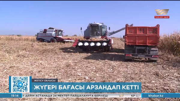 Отандық нарықта жүгері арзандап кетті