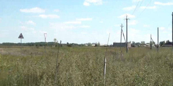 В райцентре Мамлютка погибли молодые деревья