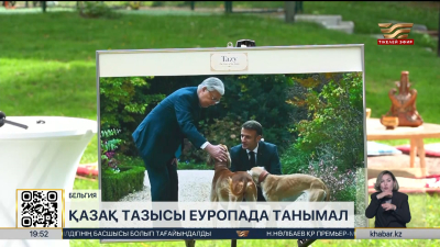 Қазақтың тазысын еуропалықтар тани бастады