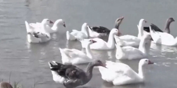 Новые очаги птичьего гриппа выявлены в Павлодарской области