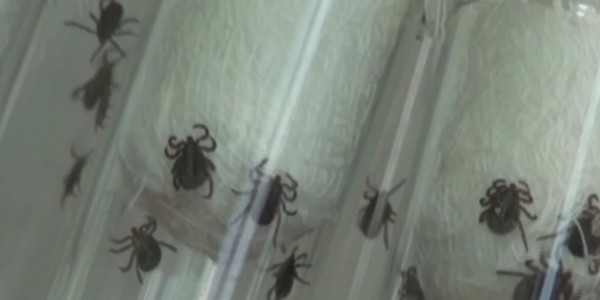 Оңтүстікте улы жәндіктерден зиян шегетіндер көбейді