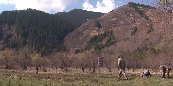 Депутаты Сената разработали законопроект по вопросам лесного хозяйства