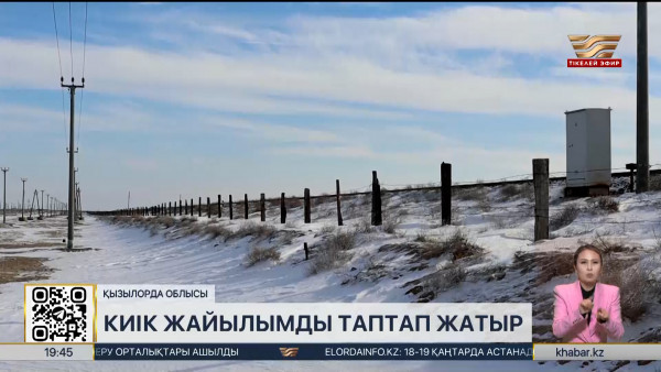 Қызылорда облысында киіктер жайылымды таптап жатыр