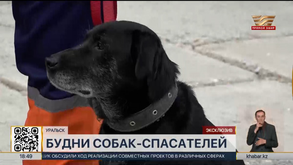 Служебная собака-спасатель из Уральска стала призером республиканского конкурса