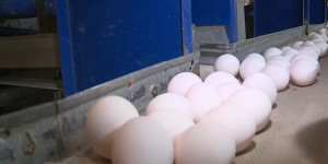 За последние два года в Казахстане обанкротились 4 птицефабрики