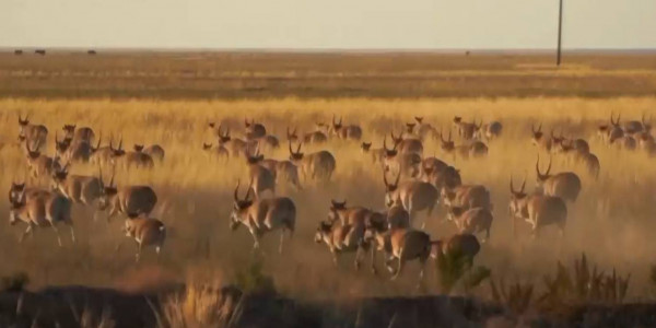 Куда пропадает пойманная сайга?