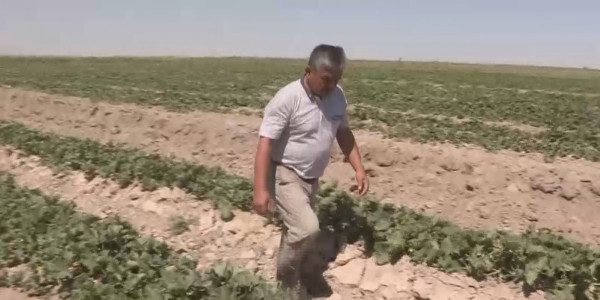 Түркістан облысында егіс алқаптары қурай бастады