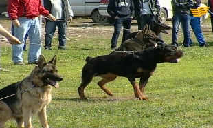 &laquo;Фобия&raquo; 2013 жыл