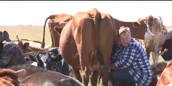 От домашнего скота намерены избавляться сельчане в Костанайской области