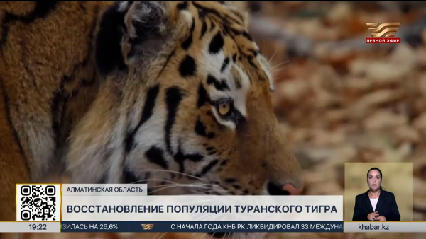 Амурскую тигрицу Үміт впервые выпустили в дикую природу в РК